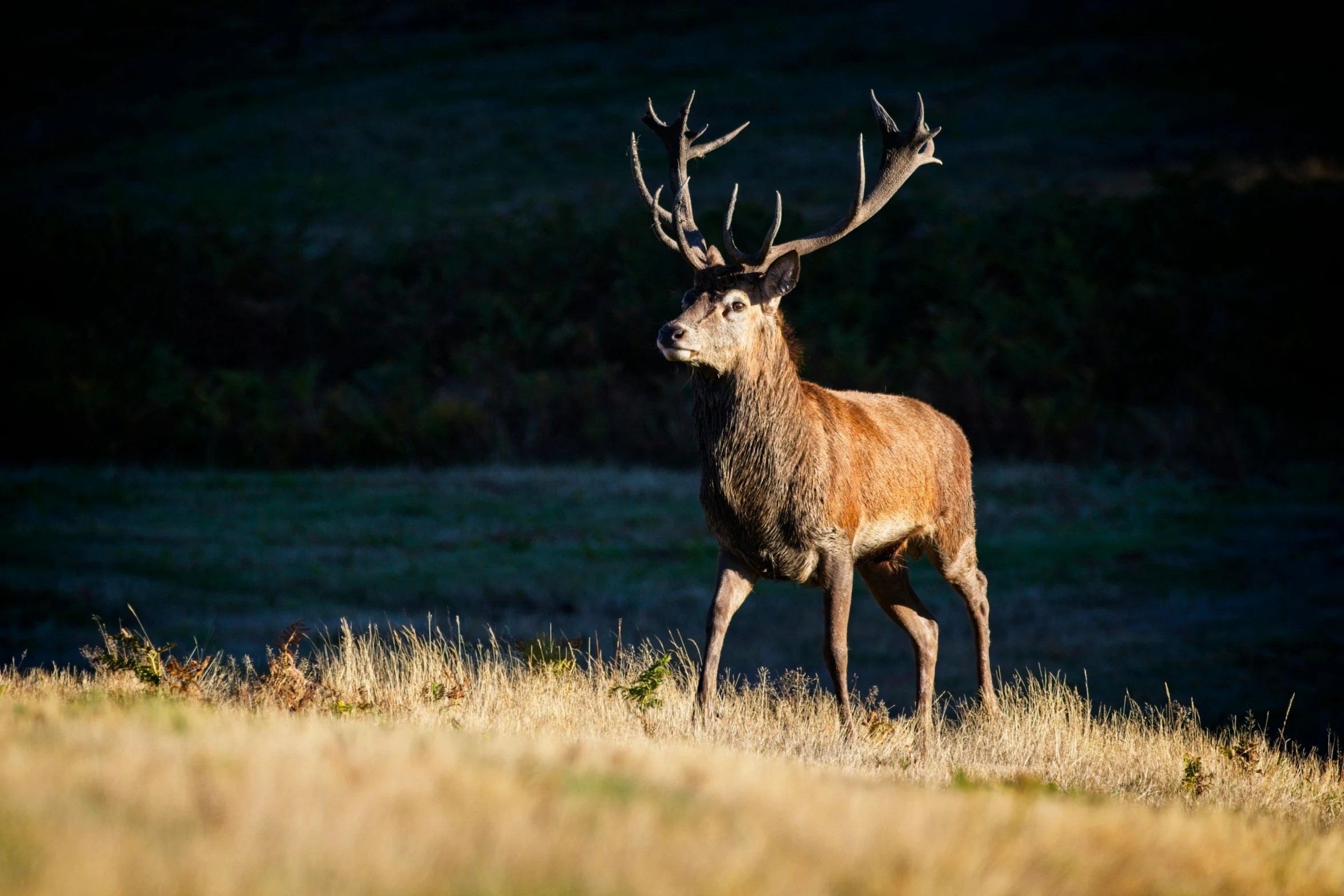 the small antelope is looking back at me while walking in a field