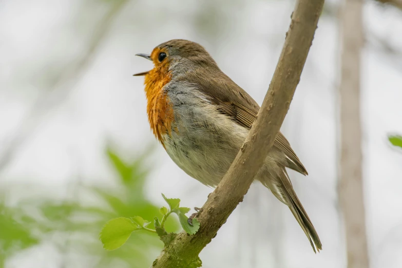 a small bird perched on top of a tree nch