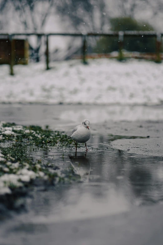 bird sitting on the edge of a dle outside