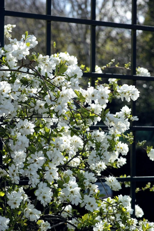 a white flower is near a fence