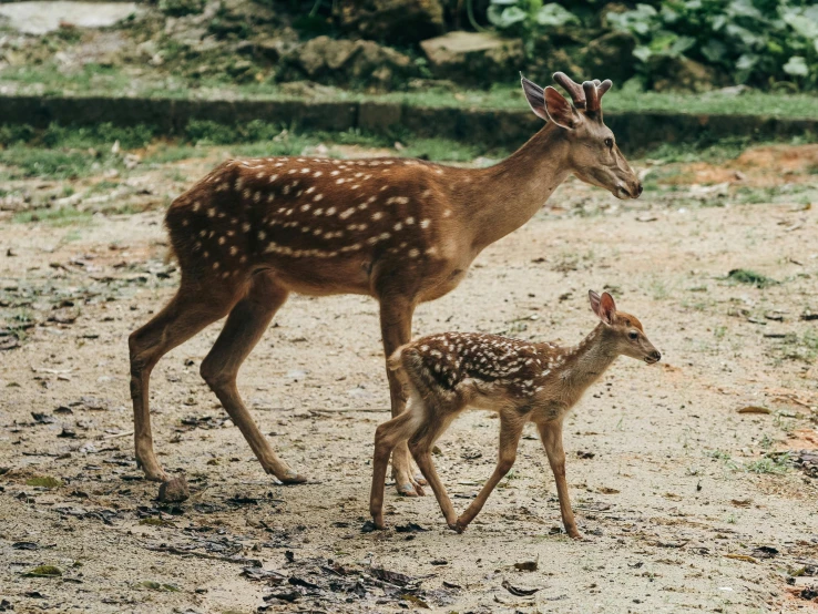 a baby deer walking next to its mother