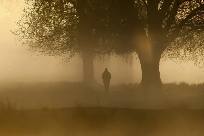 a person standing by the trees in the fog