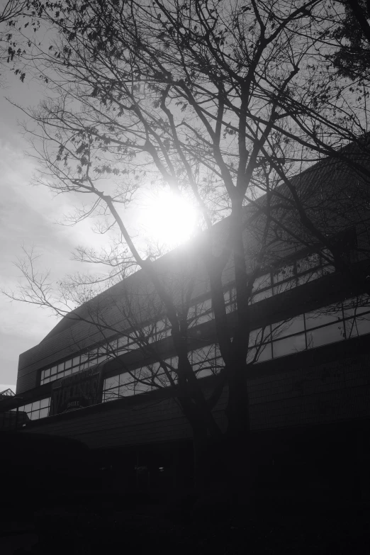 a building and a tree with the sun behind it