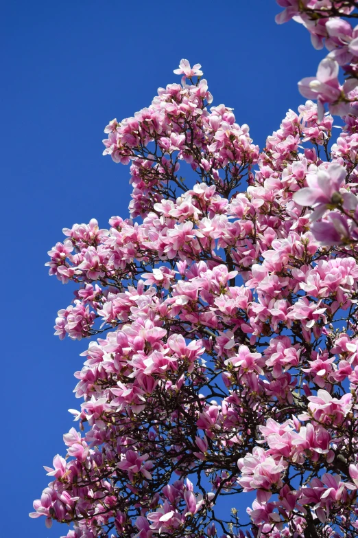 the pink flowers are blooming near blue sky