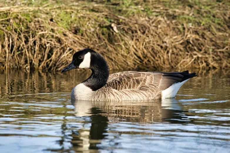 a large goose floating on top of a lake