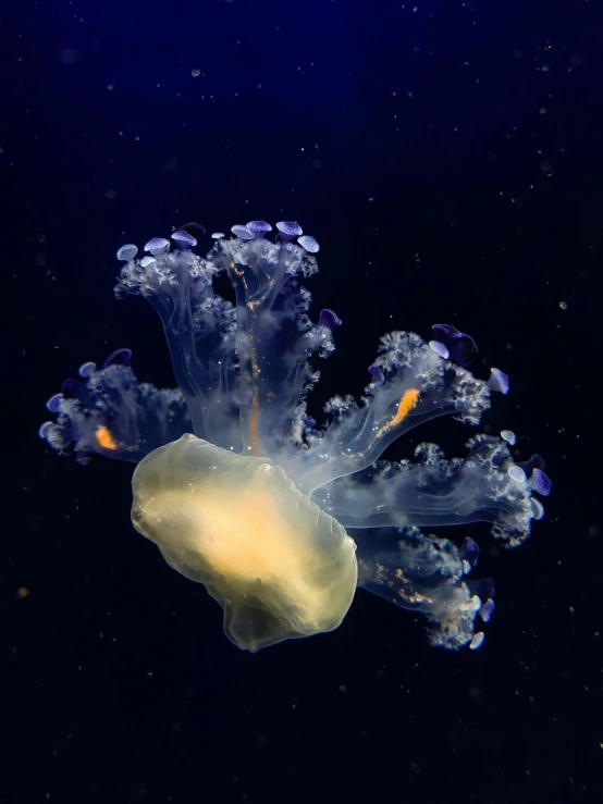 a small jelly fish floating in an aquarium