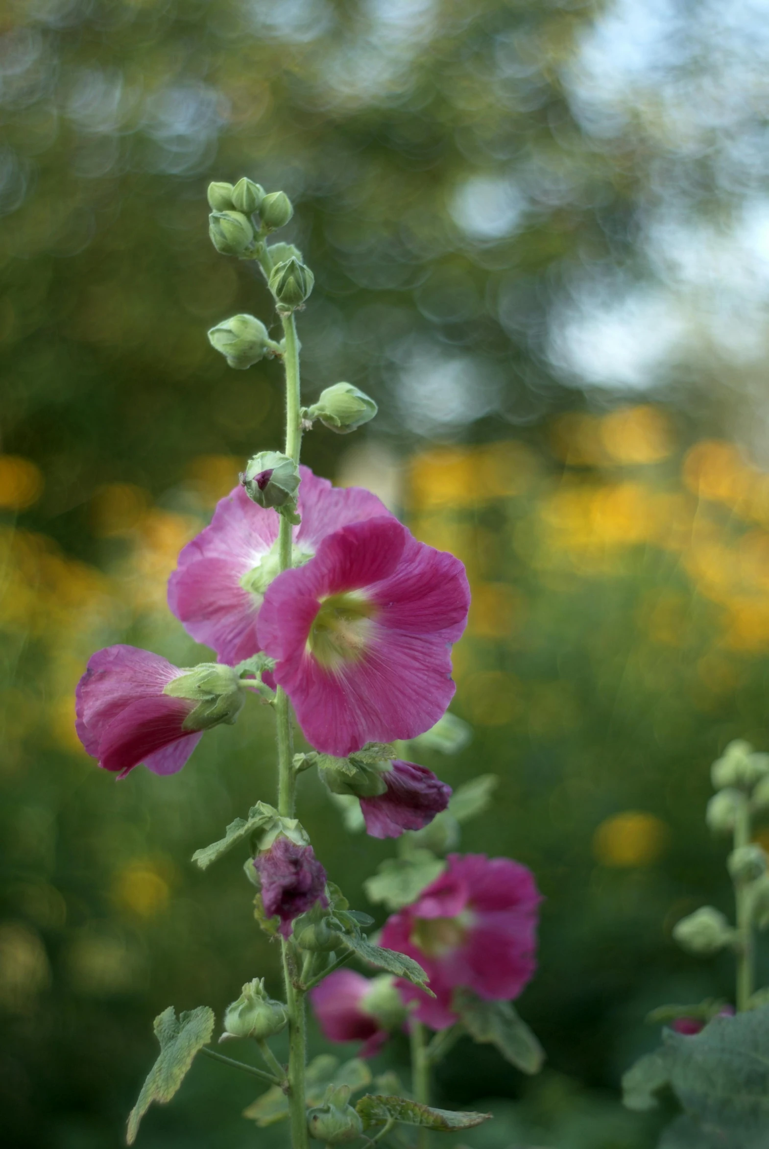 a pink flower with green leaves in front of some yellow and blue plants