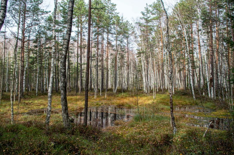 a small grove of trees in the forest near grass and woods