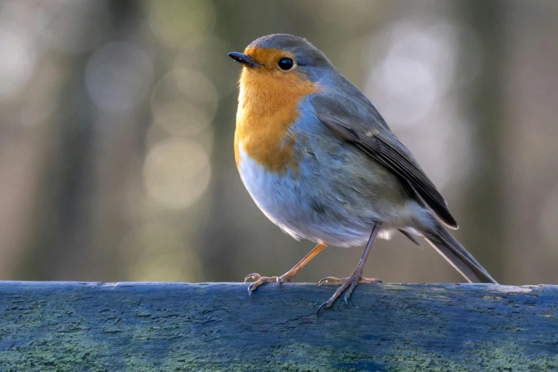 small orange and blue bird perched on top of a wooden piece