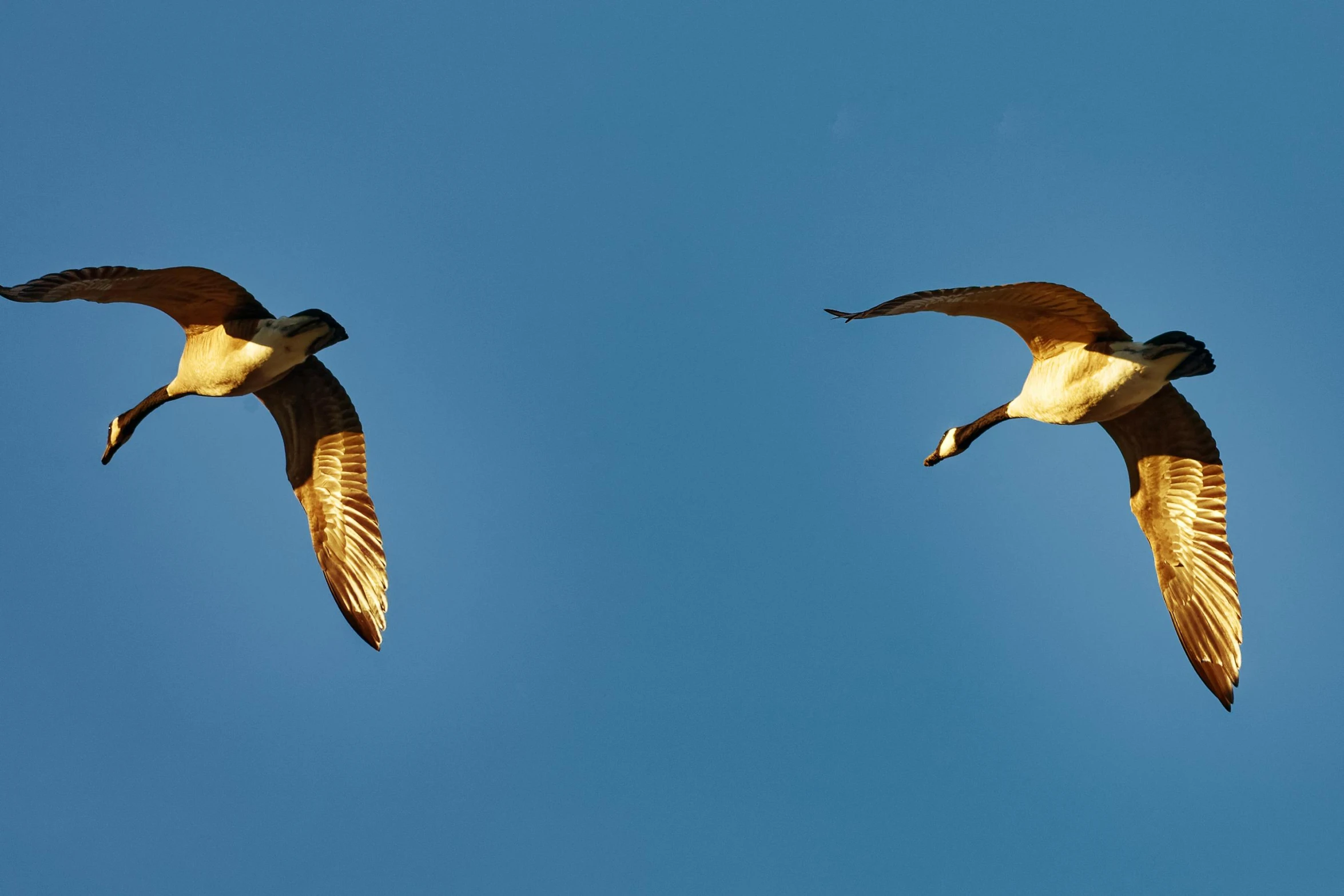 two birds flying in the sky during the day