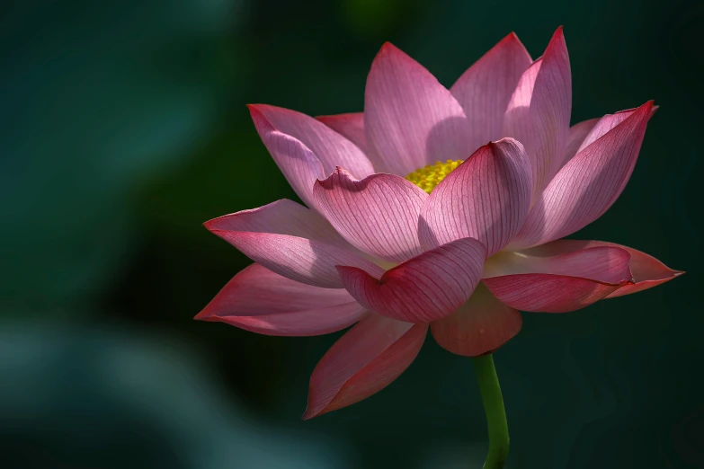 pink lotus sitting in the middle of the room