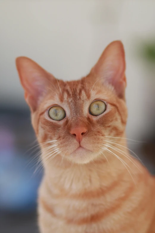 a cat looking directly at the camera while sitting down