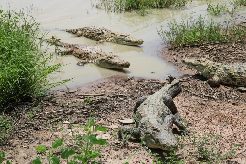 a group of alligators sit in the muddy water