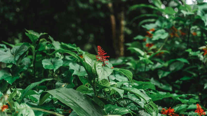 an area with very colorful plants and red flowers