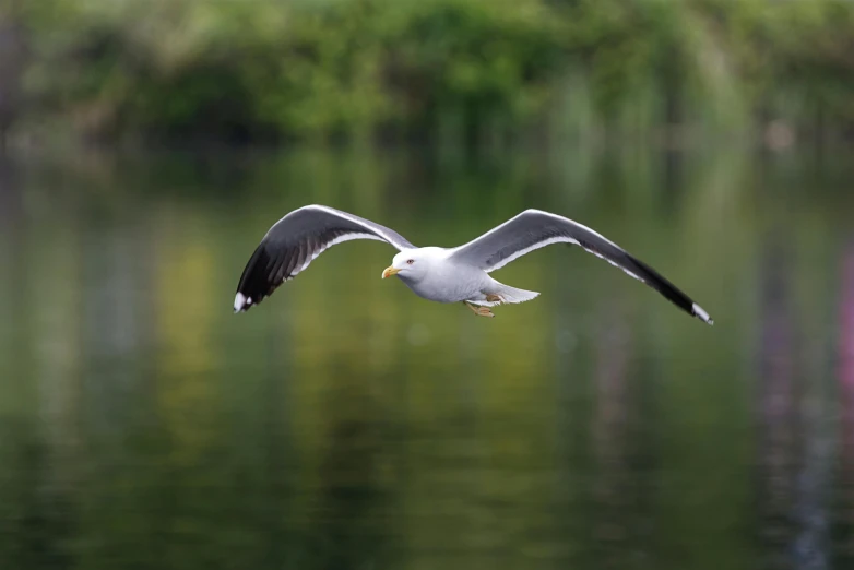 a seagull with it's wings spread and beak opened flying over the water