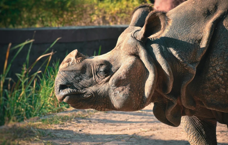 a rhino is sitting and a man stands next to him