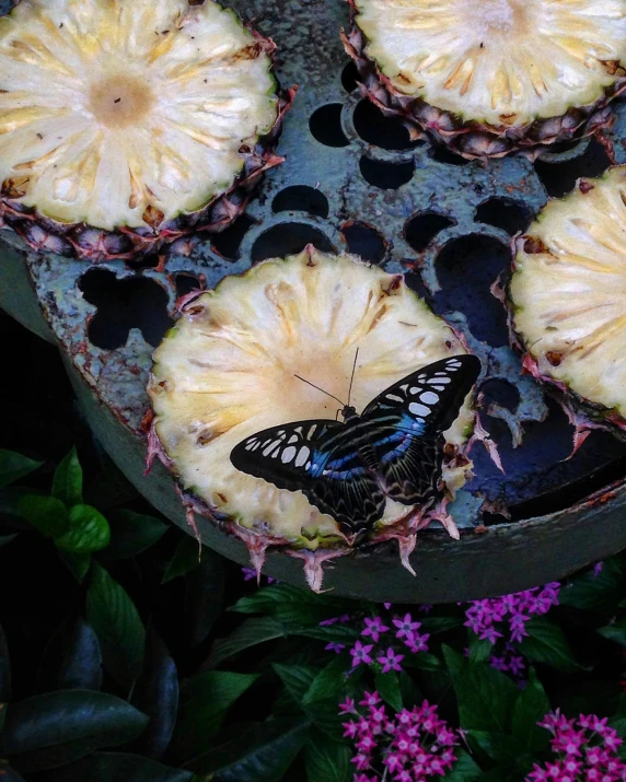 two erflies that are sitting on some fruit