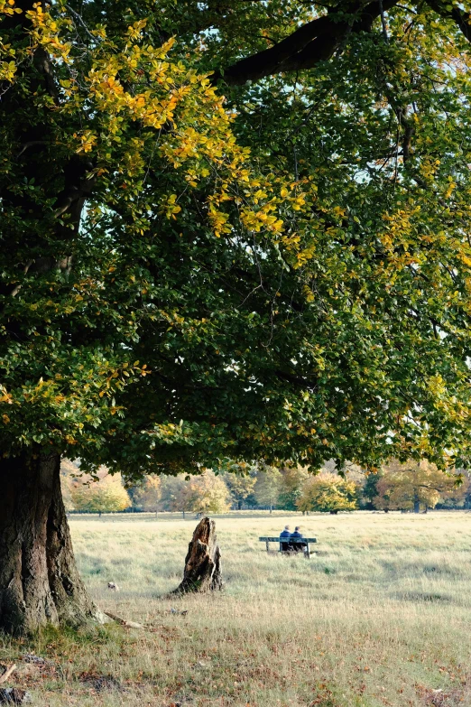 people are walking around in a field and on a bench