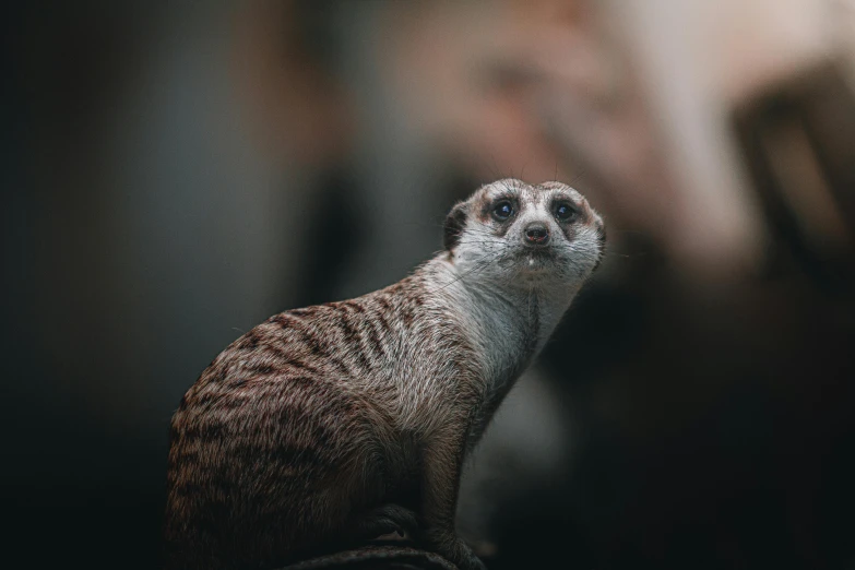 a close up image of a small baby meerkat