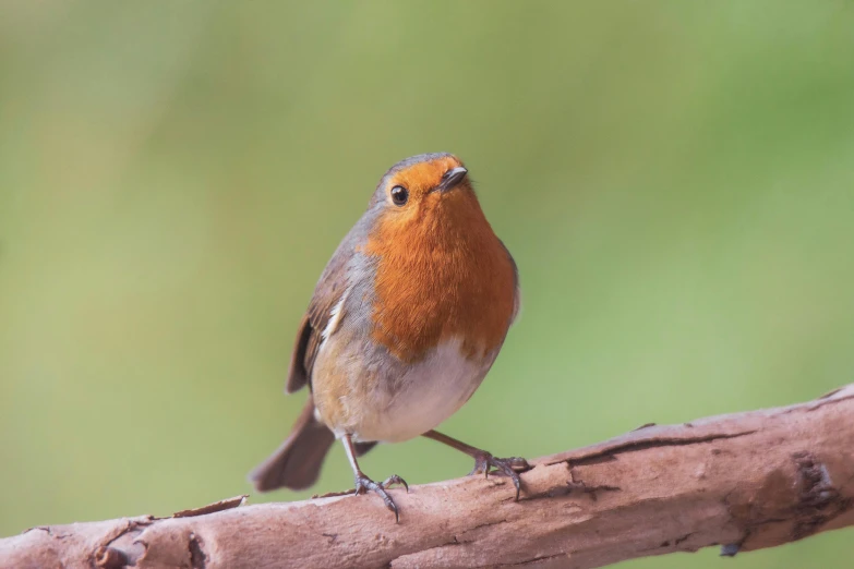 a small bird sitting on a tree nch