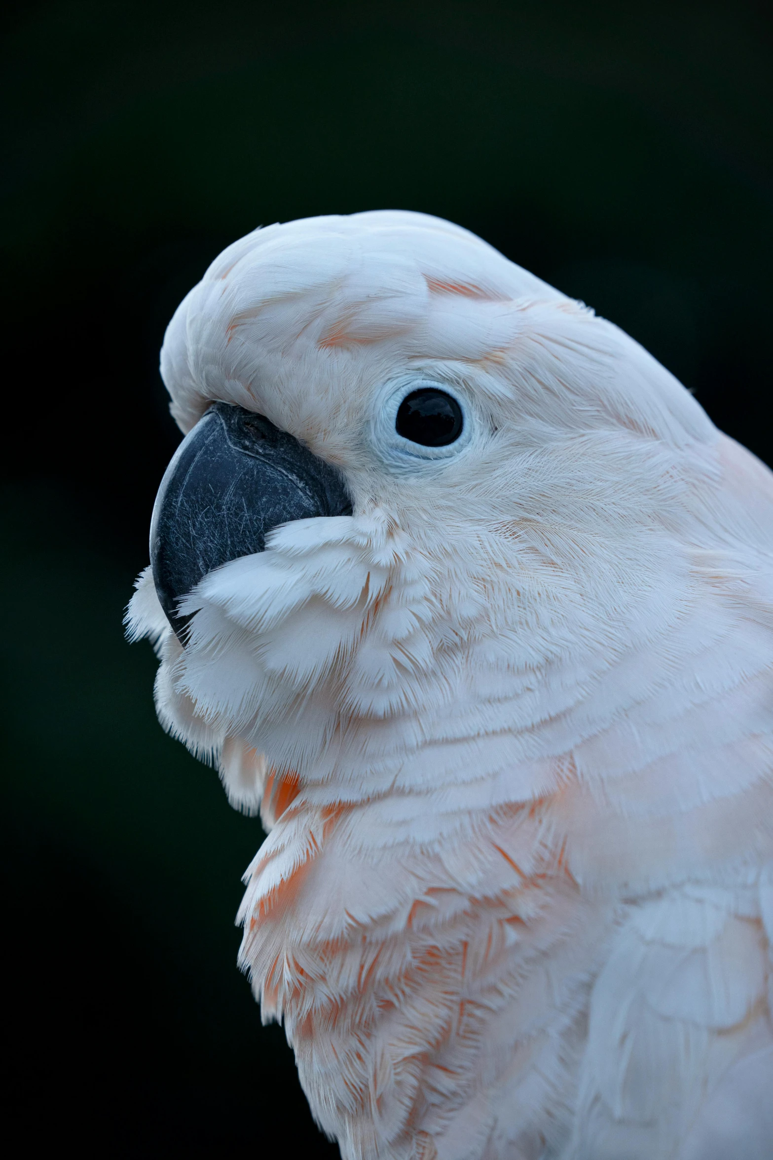 a large parrot is sitting with its head turned