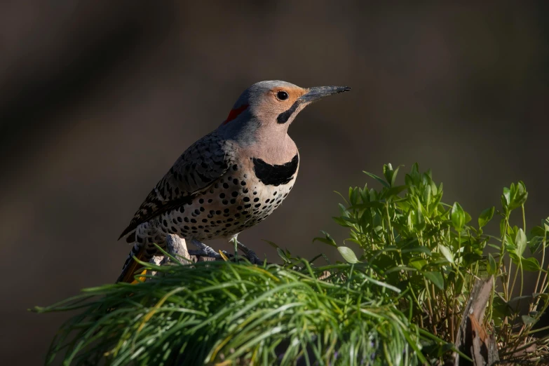 a bird perched on top of green plants