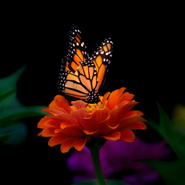 a large erfly sits on an orange flower