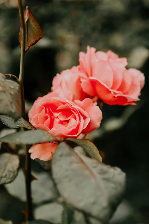 two pink roses on the stem of a bush