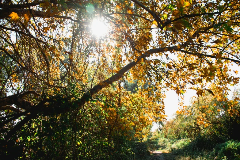 the sun is shining through the nches of trees