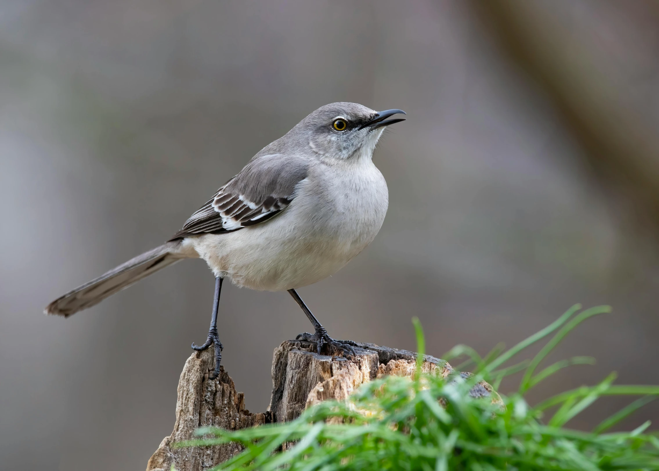 a small bird is standing on top of a stump