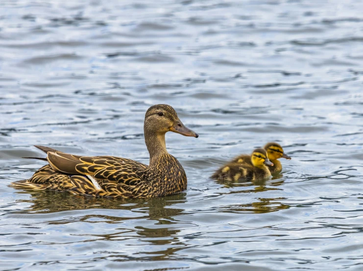 a mama duck and her young are swimming