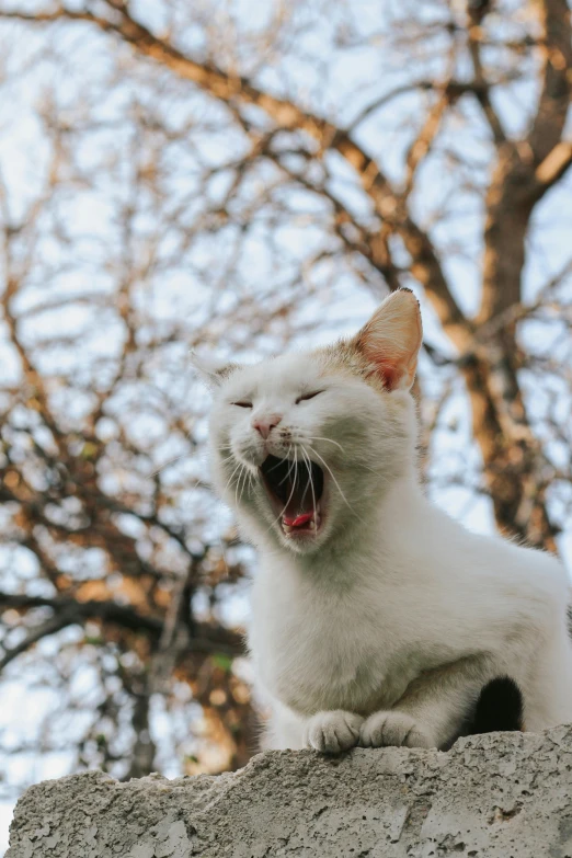 a white cat has it's mouth open with it's tongue hanging out