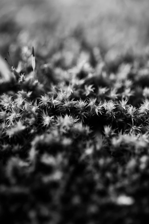 close up image of snowflakes on a lawn