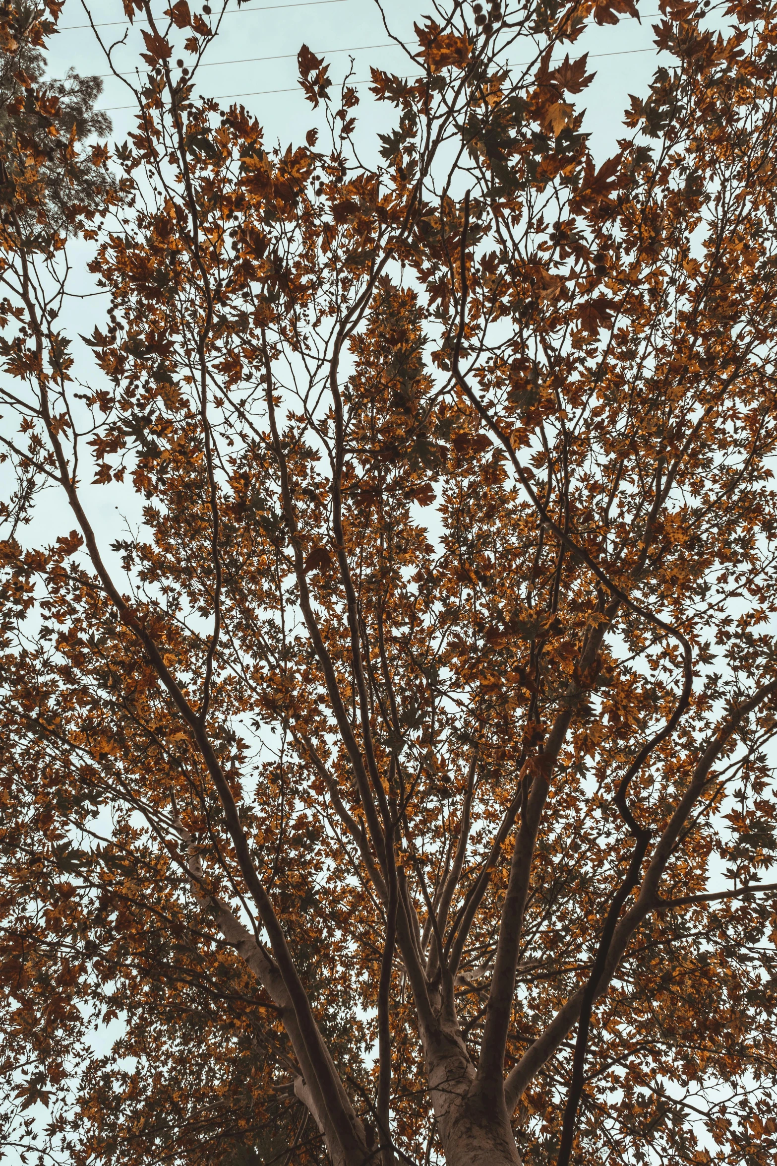 a large tree standing next to a traffic light