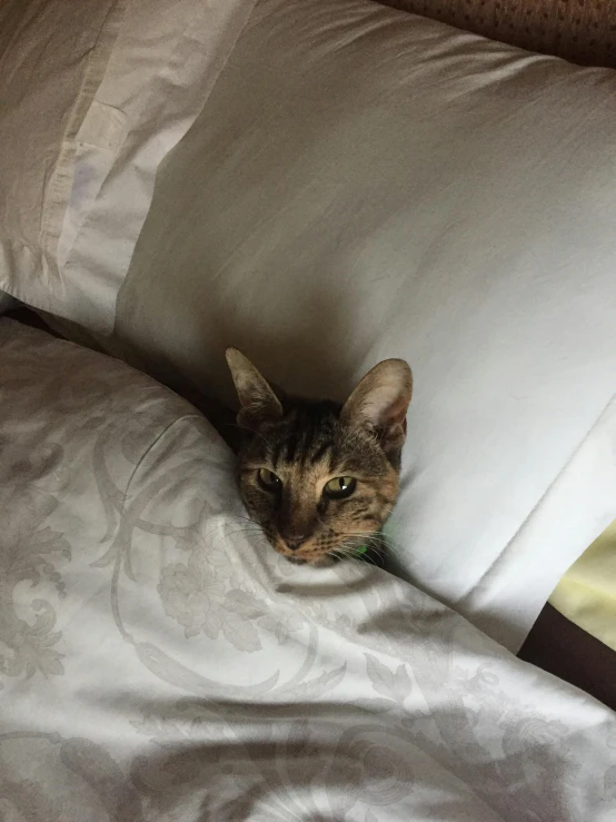 a cat hiding under the covers of a bed