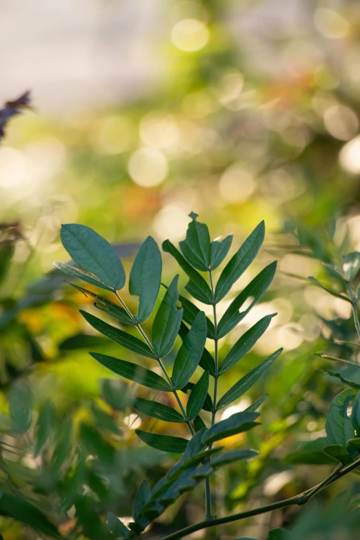 a green leafy plant in the middle of a forest