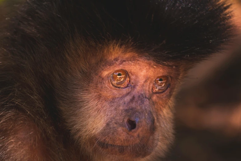 a close up po of a very cute monkey