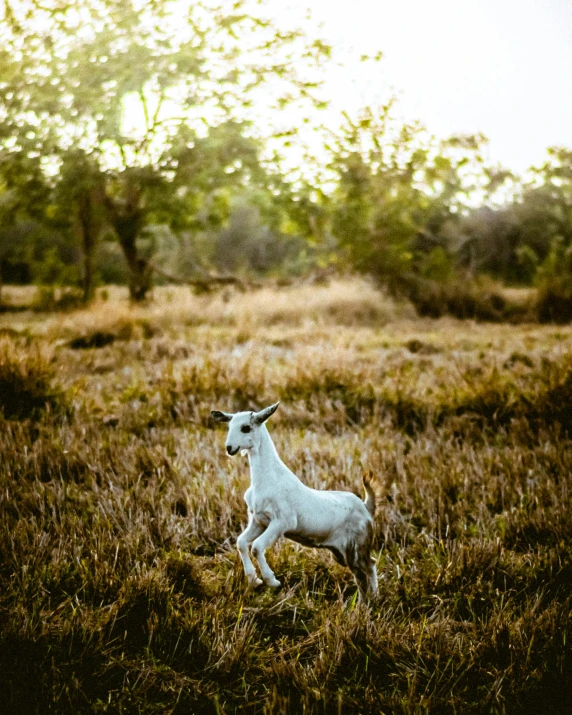 a baby white goat walks through an open field