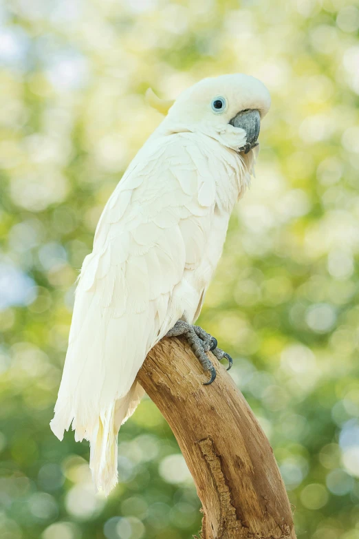 a white parrot sitting on top of a wooden stick