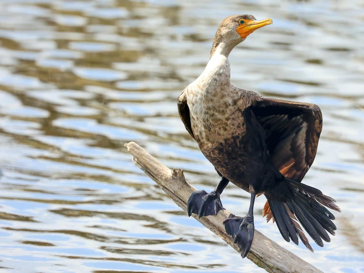 a large black bird with its wing spread and feet stretched out sitting on a tree nch near water