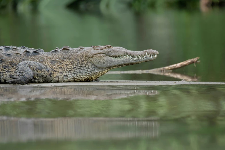 a close up view of a crocodile on a rock near water
