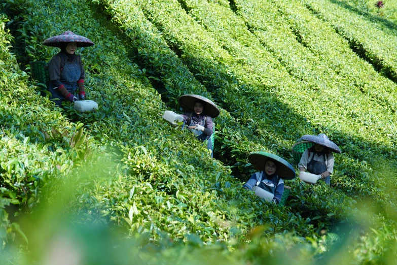 a group of people in some sort of tea plant