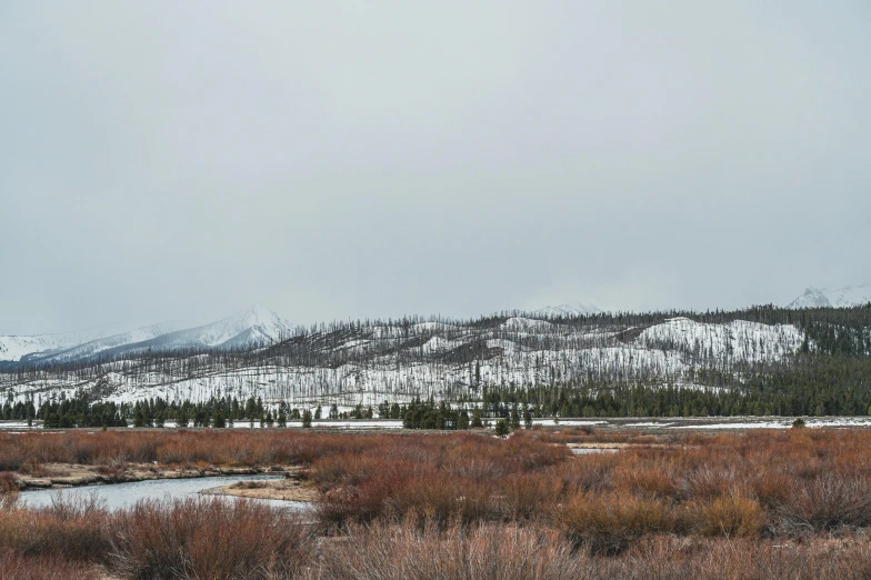 a mountain is covered with snow and trees