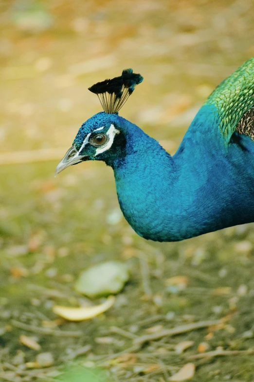 a peacock has the colors of blue and yellow