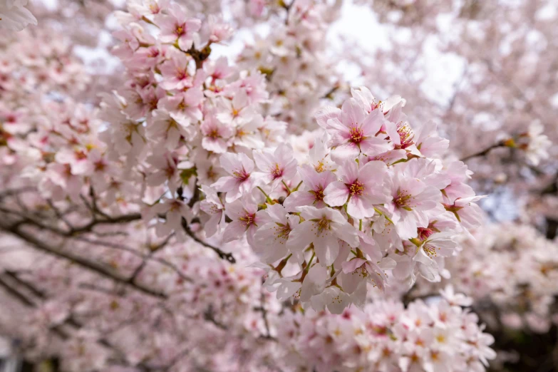 the flowers are pink and white in the trees