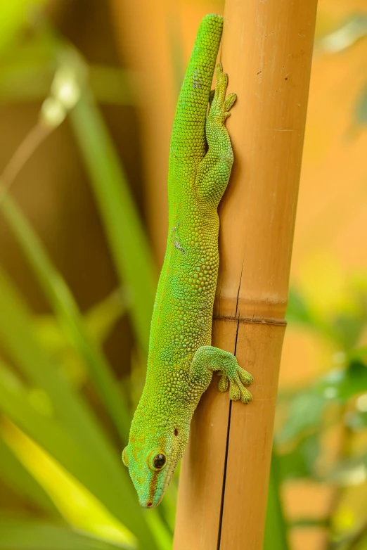 a green lizard resting on a bamboo pole