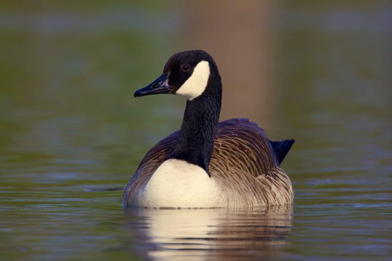 a goose is shown swimming in the water