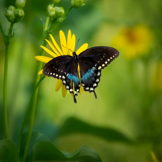 two colorful erflies perched on top of flowers