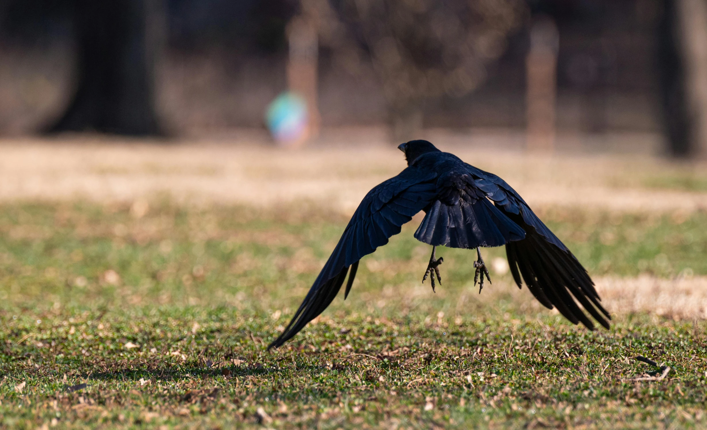 a close up of a bird in the air near grass