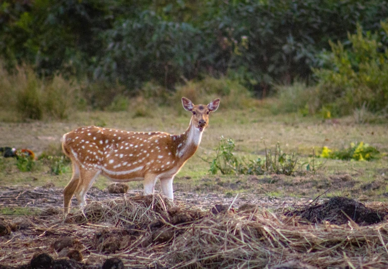 a small deer standing on a dry grass field